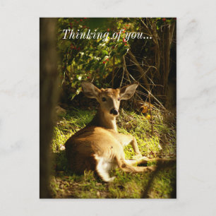 Young Buck In The Meadow Thinking Of You Postcard