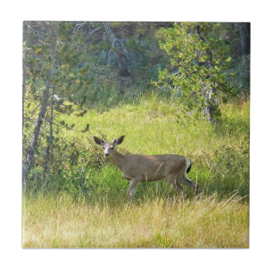 Young Buck in Yosemite, California Tile