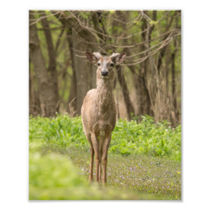Young Buck Photo Print