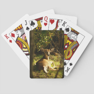 Young Buck Playing Cards