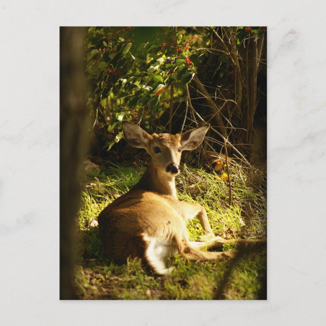 Young Buck Post Card (Front)