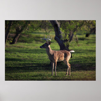 Young Buck Poster