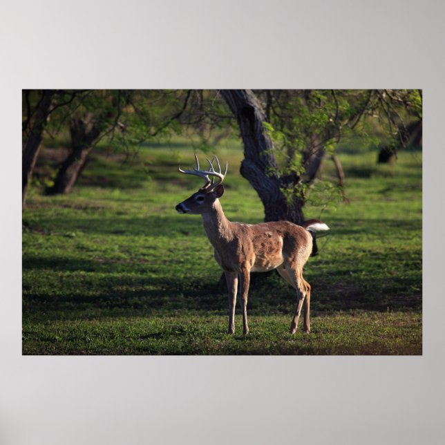 Young Buck Poster (Front)