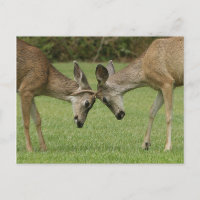 Young Buck Rutting Postcard