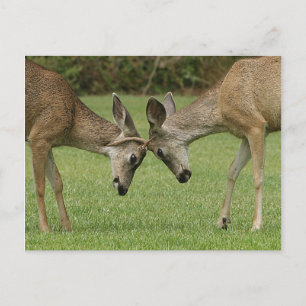 Young Buck Rutting Postcard