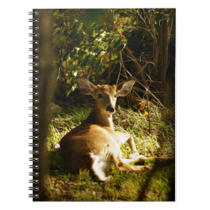 Young Buck Spiral Photo Notebook