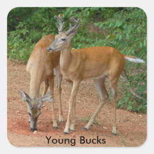 Young Buck Whitetail Deer Square Sticker