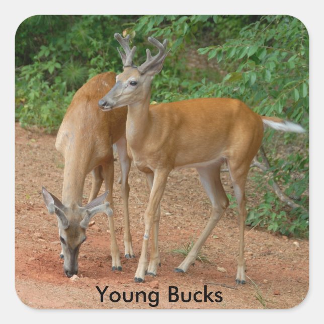 Young Buck Whitetail Deer Square Sticker (Front)