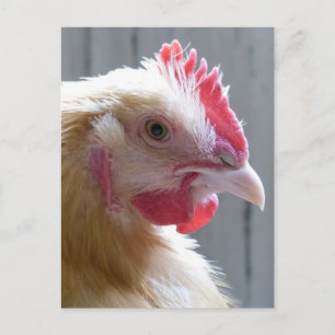 Young Buff Orpington Heritage Chicken Roo Postcard