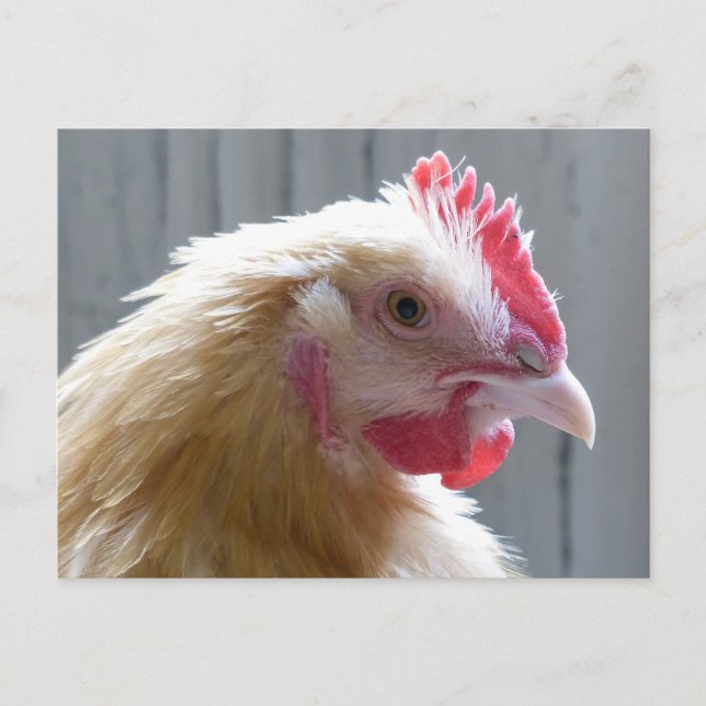 Young Buff Orpington Heritage Chicken Roo Postcard (Front)