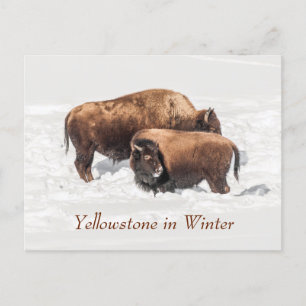 Young Buffalo or Bison with Mother in Winter Postcard