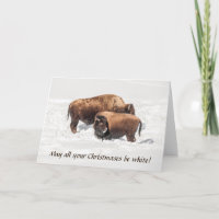 Young Buffalo or Bison with Parent