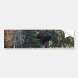 Young Bumper Sticker