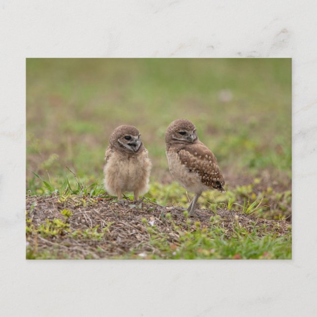Young Burrowing Owls in Florida Postcard (Front)