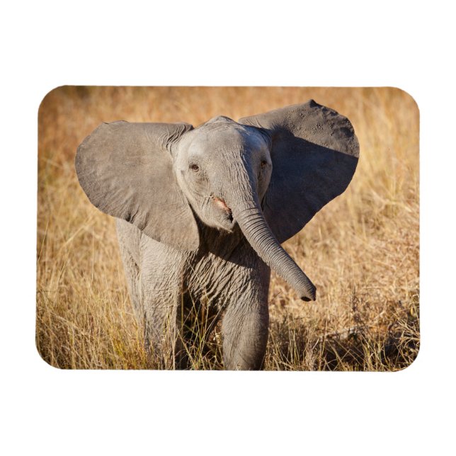 Young Bush Elephant Magnet (Horizontal)