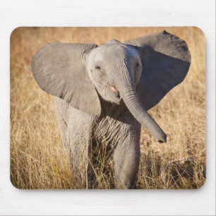 Young Bush Elephant Mouse Mat