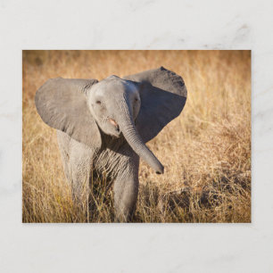 Young Bush Elephant Postcard
