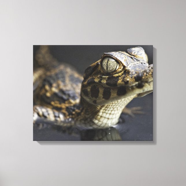 Young cayman in water with reflection canvas print (Front)