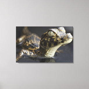 Young cayman in water with reflection canvas print