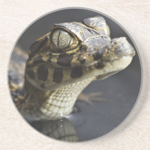 Young cayman in water with reflection coaster