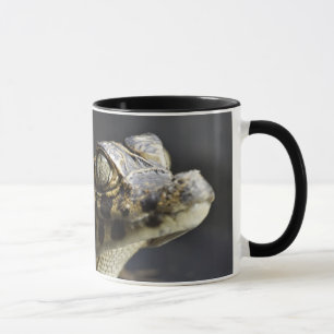 Young cayman in water with reflection mug