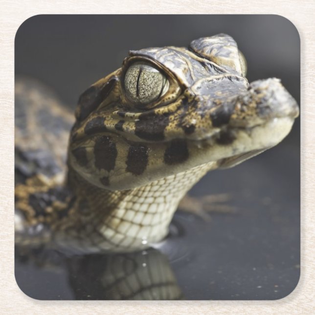 Young cayman in water with reflection square paper coaster (Front)