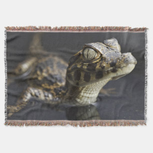Young cayman in water with reflection throw blanket