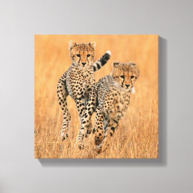 Young Cheetahs (Acinonyx Jubatus) Running Canvas Print (Front)