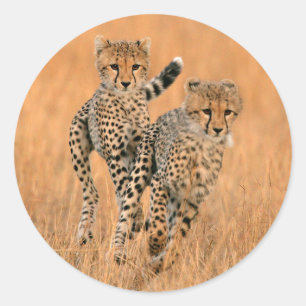 Young Cheetahs (Acinonyx Jubatus) Running Classic Round Sticker