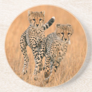 Young Cheetahs (Acinonyx Jubatus) Running Coaster