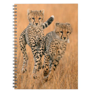 Young Cheetahs (Acinonyx Jubatus) Running Notebook