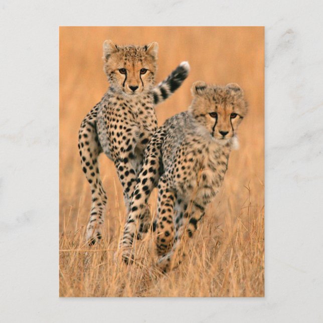 Young Cheetahs (Acinonyx Jubatus) Running Postcard (Front)