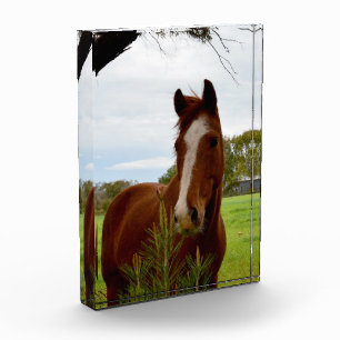 Young Chestnut Horse Sniffing A Banksia Bush, Photo Block