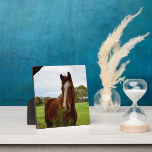 Young Chestnut Horse Sniffing A Banksia Bush, Plaque
