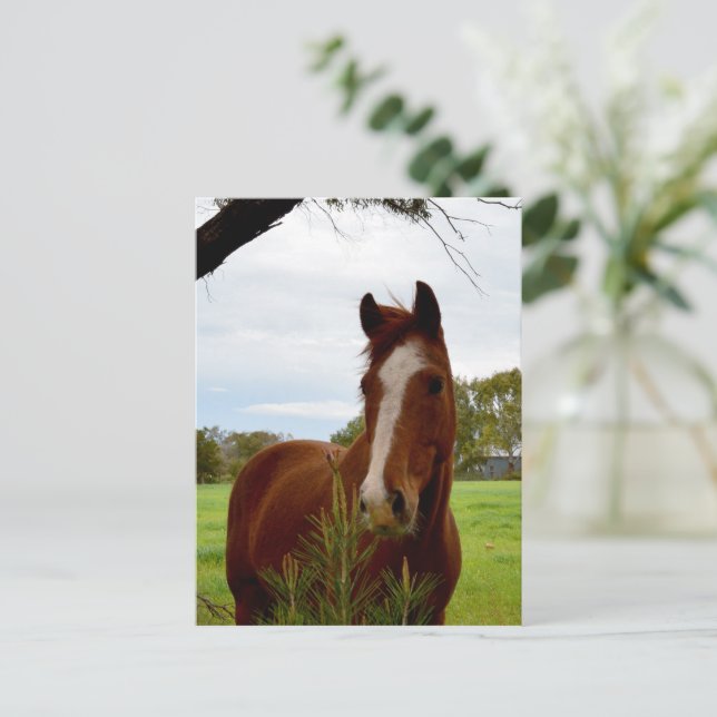 Young Chestnut Horse Sniffing A Banksia Bush, Postcard (Standing Front)