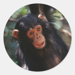 Young Chimpanzee Classic Round Sticker