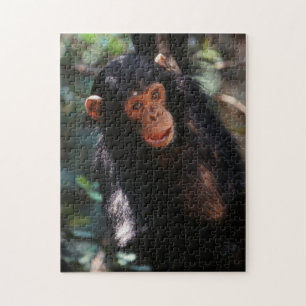 Young Chimpanzee Jigsaw Puzzle