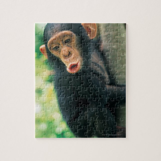 Young Chimpanzee (Pan troglodytes) Jigsaw Puzzle (Vertical)