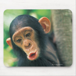 Young Chimpanzee (Pan troglodytes) Mouse Mat