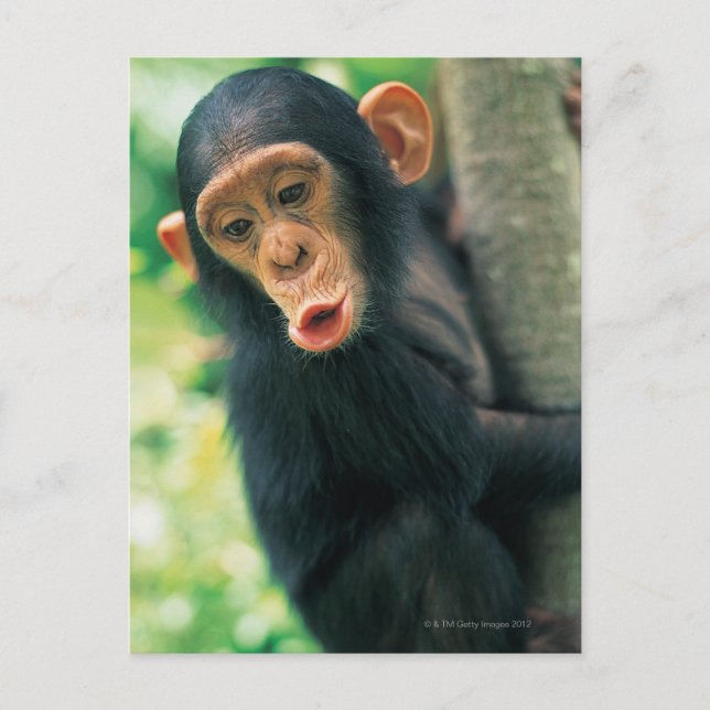 Young Chimpanzee (Pan troglodytes) Postcard (Front)