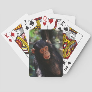 Young Chimpanzee Playing Cards