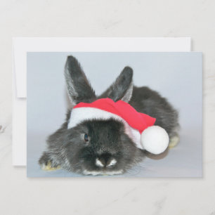 Young christmas rabbit holiday card