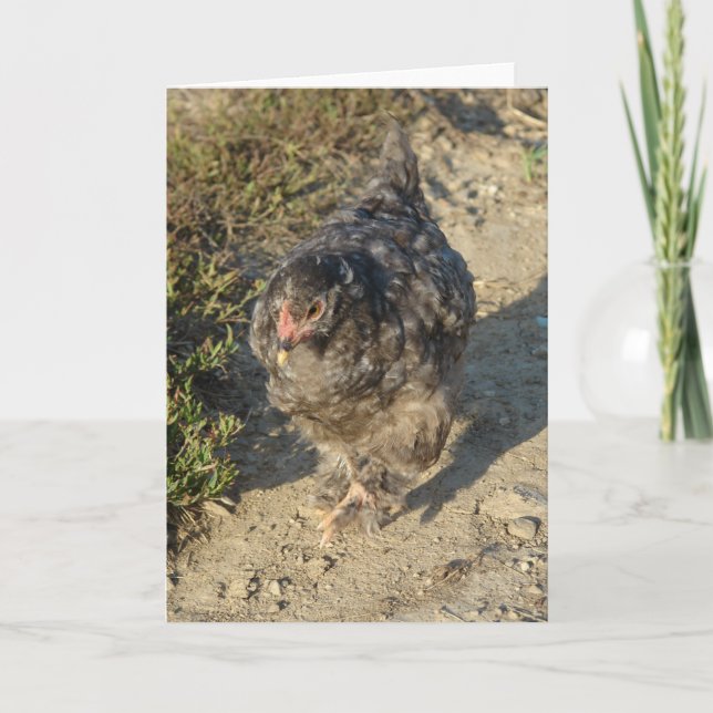 Young Cochin Chicken Card (Front)