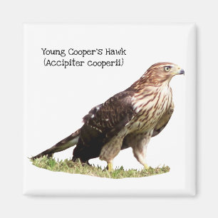 Young Cooper's Hawk Magnet