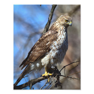 Young Cooper's Hawk Photo Enlargement