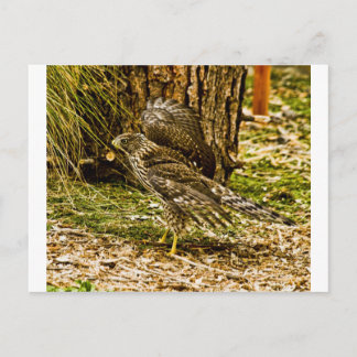 Young Coopers Hawk Postcard