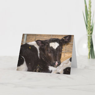 young cow blank greeting card