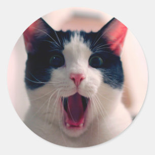 Young crazy surprised cat make big eyes classic round sticker