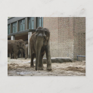 Young curious elephant postcard