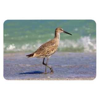 Young Curlew Shorebird on Florida Beach Magnet